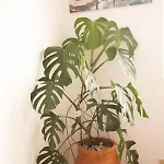 Nikorina Apts Apartamento Lefkáda