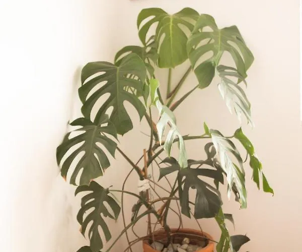 Nikorina Apts Appartement Lefkáda